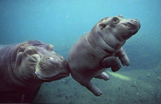 hippos, Foto: nakedcapitalism