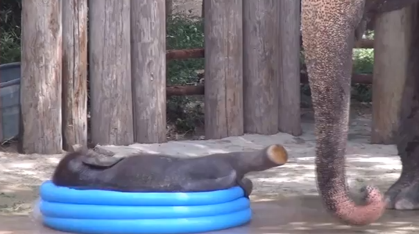 Pui de elefant in piscina , Foto: Captura YouTube