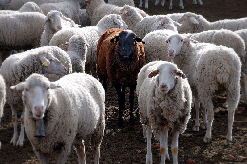 Black_sheep, Foto: Wikipedia
