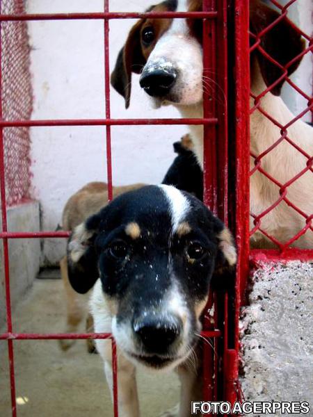 Maidanezi la un adapost, Foto: Agerpres