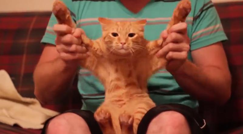 Dubstep cu pisica, Foto: Captura Youtube.com