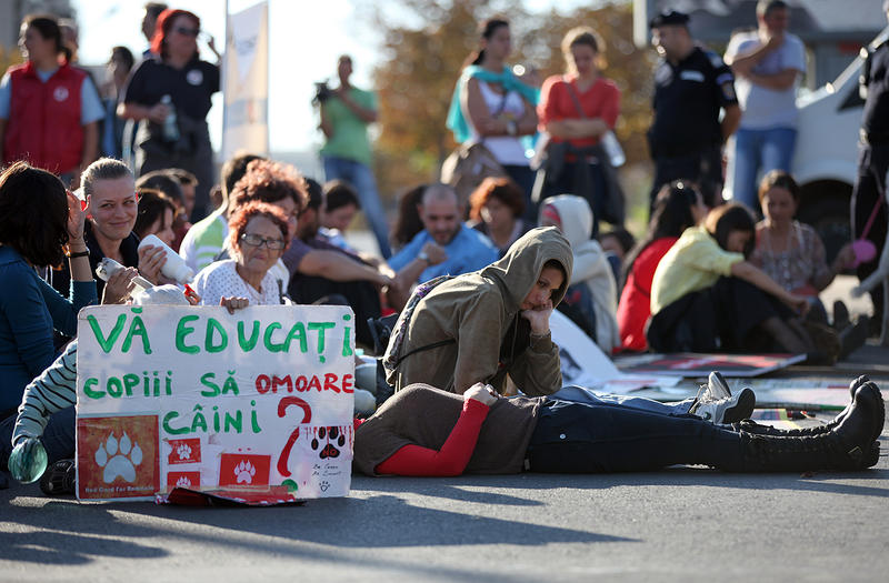 Protest fata de eutanasierea cainilor comunitari , Foto: HotNews / DP