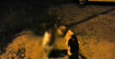 Atacul maidanezului, Foto: youtube.com