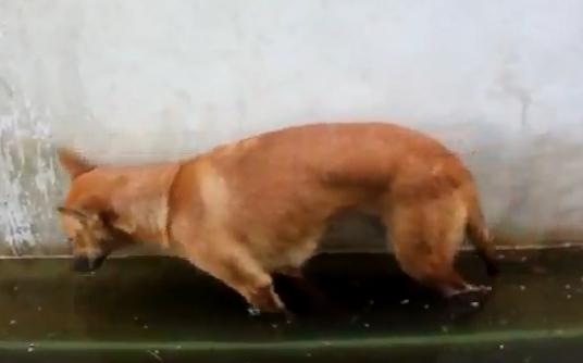 Somnorosul, Foto: youtube.com