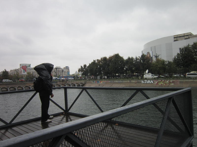 Cod Galben, Foto: USER UPLOADED