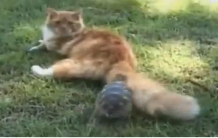 Clipul zilei, Foto: Captura Youtube.com