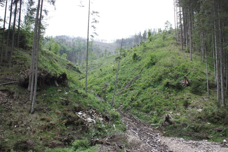 Defrisari ilegale, Foto: Ministerul Mediului