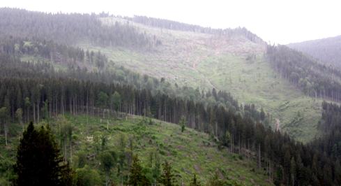 Defrisare Alba, Foto: Ministerul Mediului