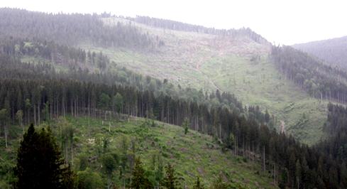 Defrisare Alba, Foto: Ministerul Mediului