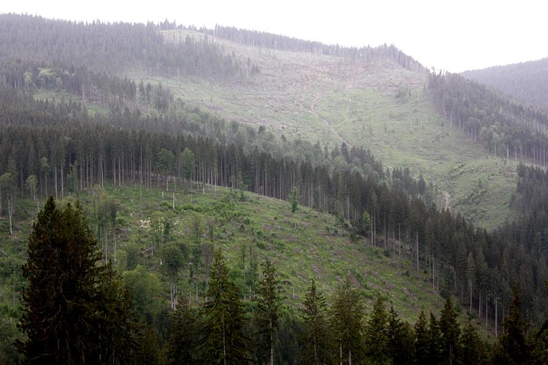 Padure defrisata, Foto: Ministerul Mediului