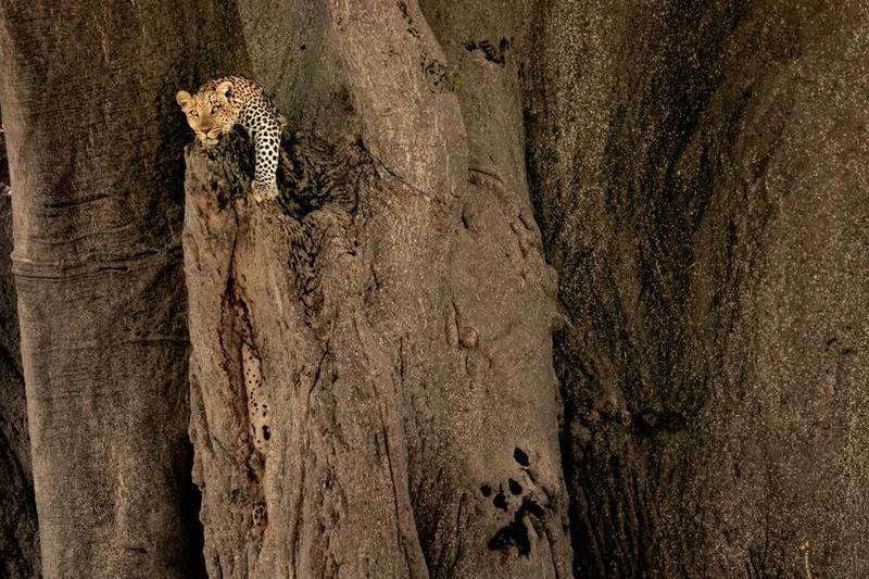 leopard-baobab, Foto: National Geographic