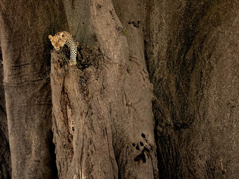 leopard-baobab, Foto: National Geographic