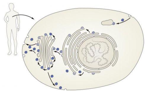 Nobel 2013 - Moleculele produse in celula sunt transportate cu precizie in interiorul si in afara celulei, Foto: nobelprize.org