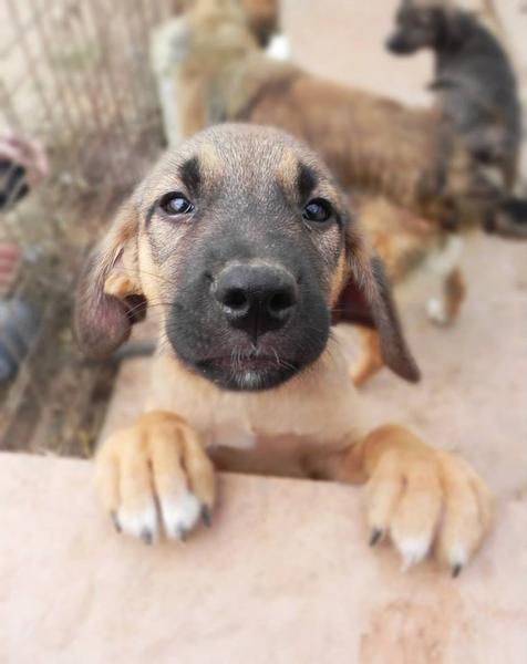 Salveaza un catel mergand la teatru, Foto: