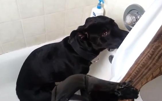 Vinovat, Foto: youtube.com