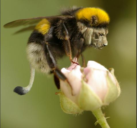 Bee-Lion, Foto: Muzart Grafica