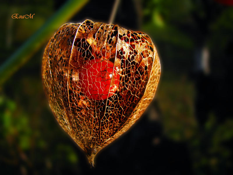 Floare lampion, Foto: EvaM