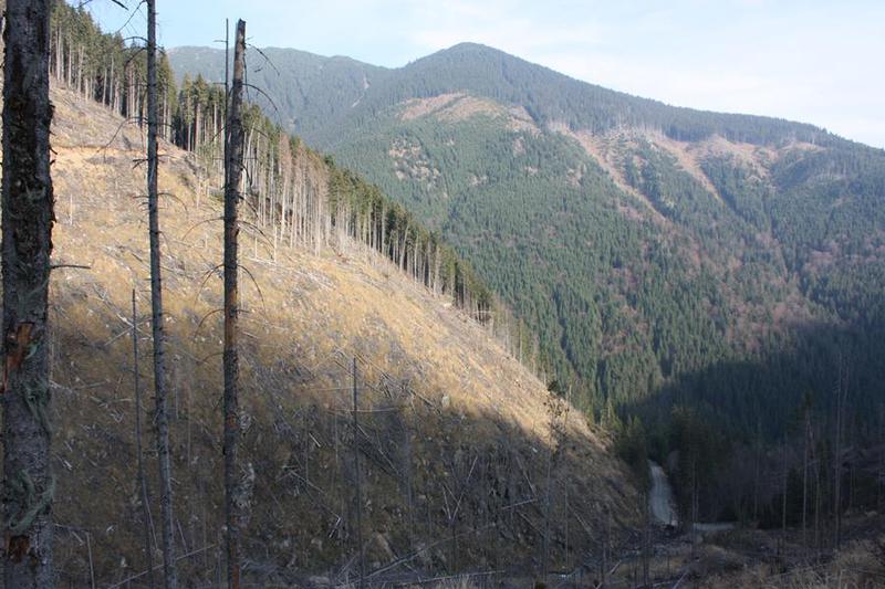 Despaduriri din padurile Romaniei (Arges), Foto: Hotnews