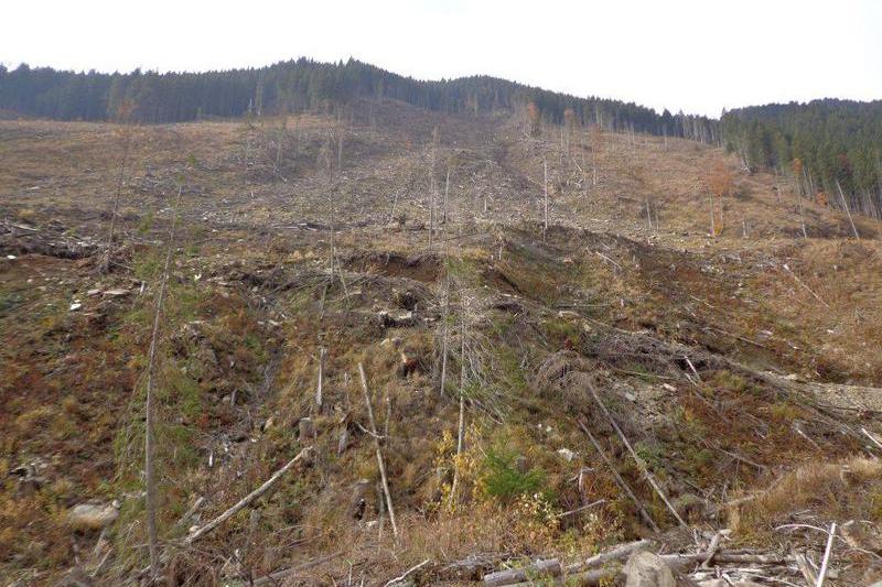 Fotografii facute la taierea ilegala din Muntii Fagaras, Foto: Ecoassist