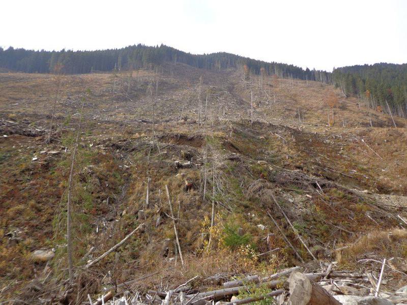 Fotografii facute la taierea ilegala din Muntii Fagaras, Foto: Ecoassist