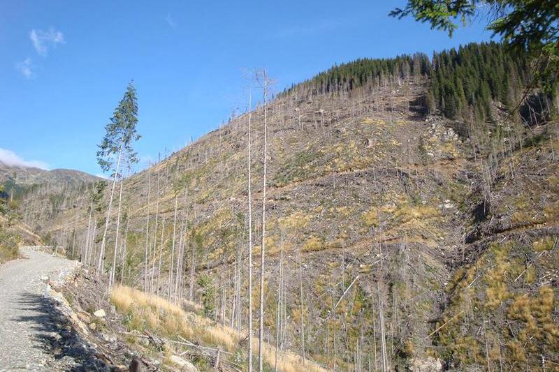 Fotografii facute la taierea ilegala din Muntii Fagaras 1, Foto: Ecoassist