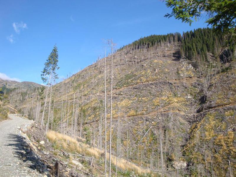 Fotografii facute la taierea ilegala din Muntii Fagaras 1, Foto: Ecoassist