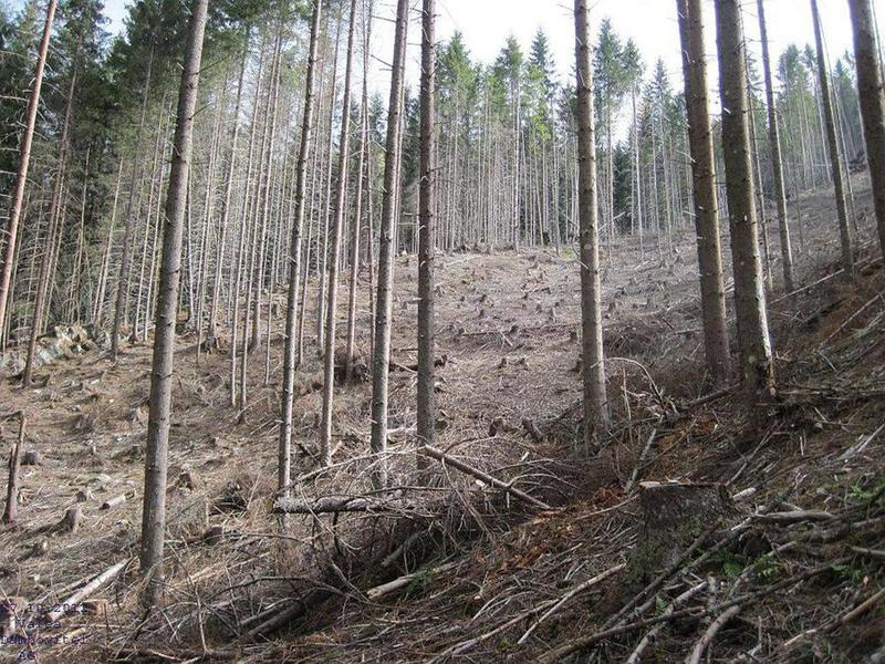 O padure de molid taiata ras, ilegal, in apropierea Lacului Pecineagu Arges 27 octombrie 2012, Foto: Ecoassist