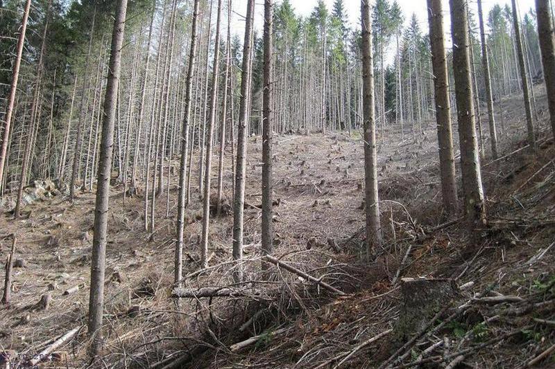 O padure de molid taiata ras, ilegal, in apropierea Lacului Pecineagu Arges 27 octombrie 2012, Foto: Ecoassist