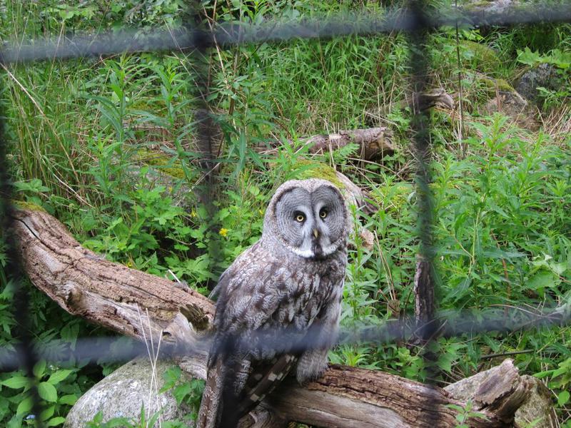 Bufnita lapona, Foto: Hotnews