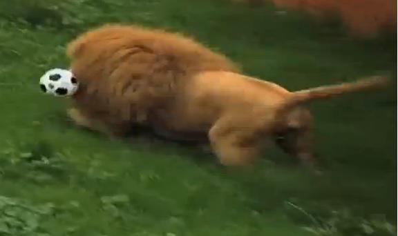 Clipul zilei, Foto: Captura Youtube.com