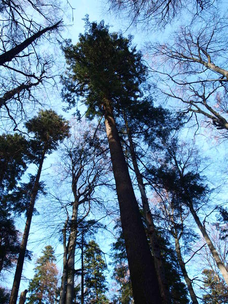 Cel mai inalt brad din Romania, Foto: Hotnews