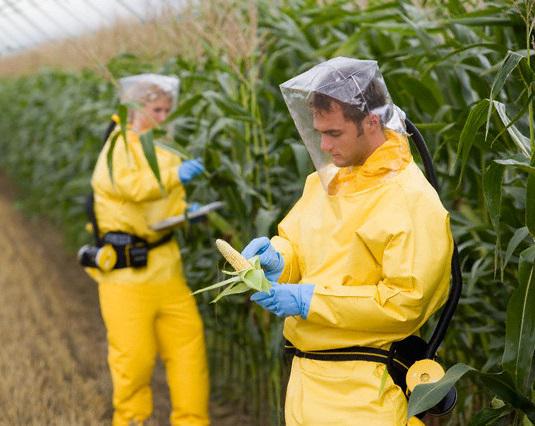 Porumb modificat genetic, Foto: wakeup-world.com/