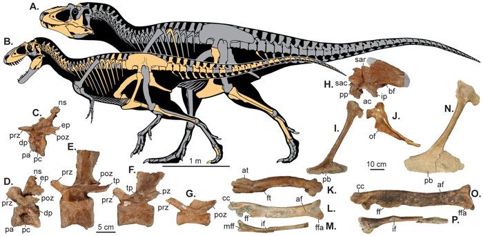 Reconstructia scheletului Lythronax argentes (A) si Teratophoneus curriei (B), Foto: PLoS ONE