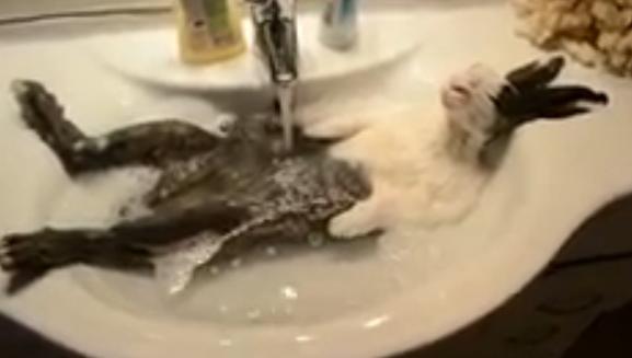 Clipul zilei, Foto: YouTube