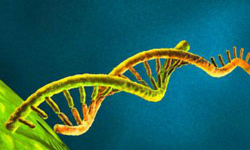 ADN, Foto: MorgueFile.com