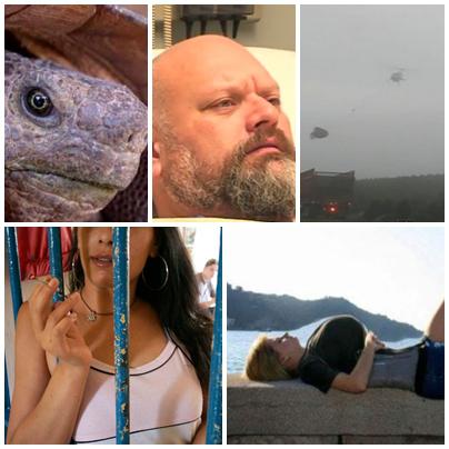 FAZE TARI, Foto: Colaj foto