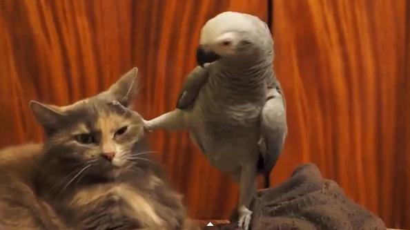 Pisici vs. papagali, Foto: Captura YouTube