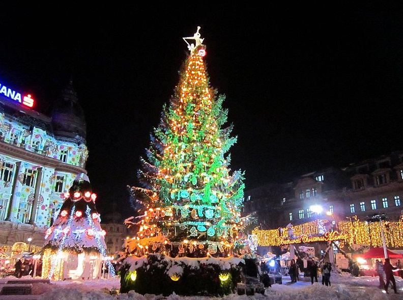 Brad de Craciun, Foto: Vali02