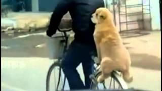 La plimbare, Foto: youtube.com