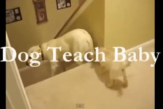 Caini vs pisici, Foto: Captura YouTube