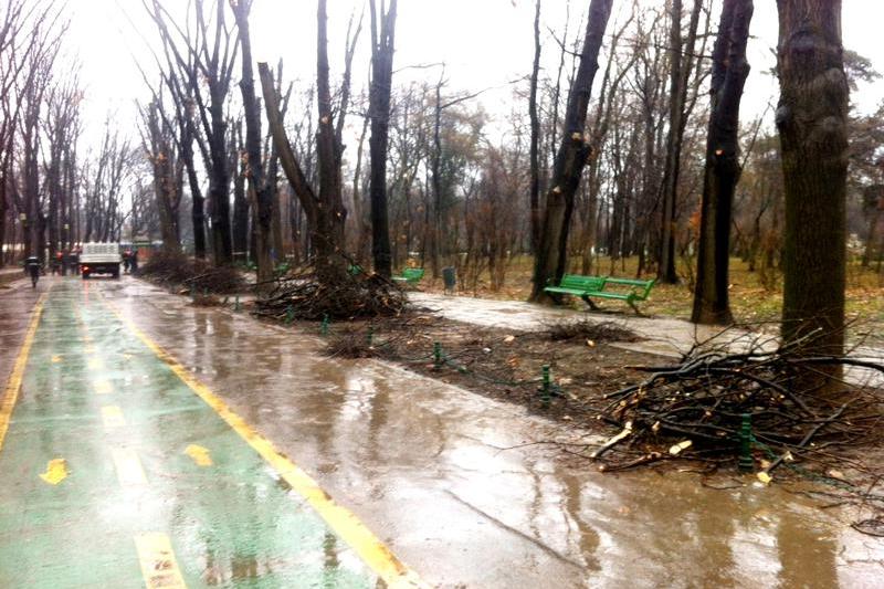 Toaletare arbori Herastrau 3, Foto: Hotnews