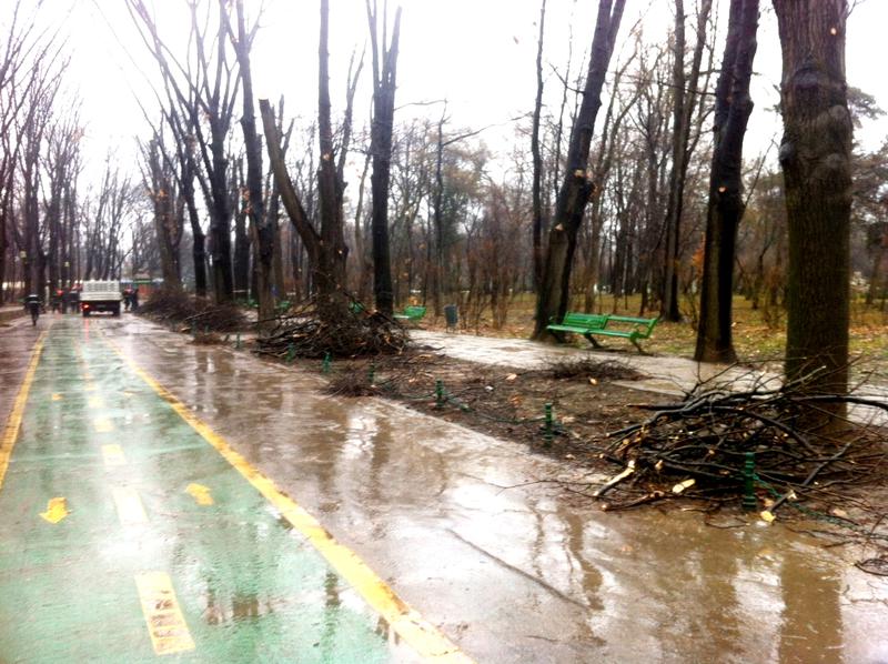 Toaletare arbori Herastrau 3, Foto: Hotnews