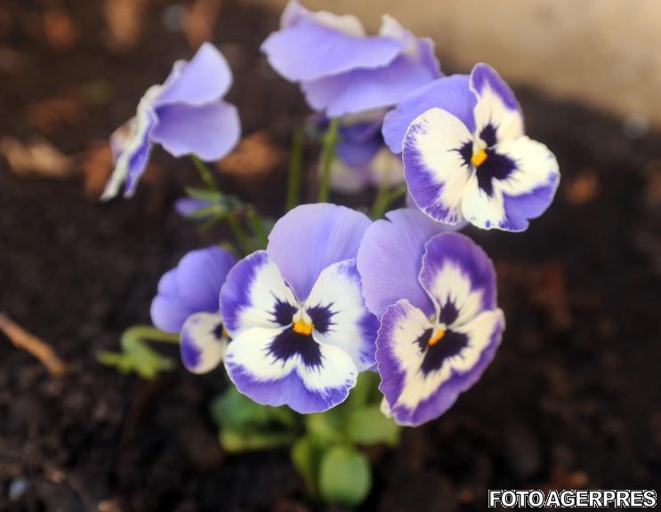 Pansele, Foto: AGERPRES