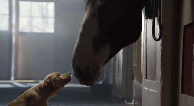 Puppy, Foto: Captura YouTube