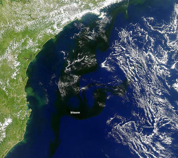 Explozie de microorganisme in Atlanticul de sud, Foto: NASA Earth Observatory/ Jesse Allen/ LANCE/ Aqua - MODIS