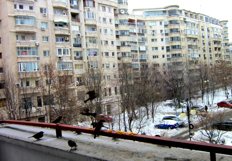 Iarna, Foto: USER UPLOADED