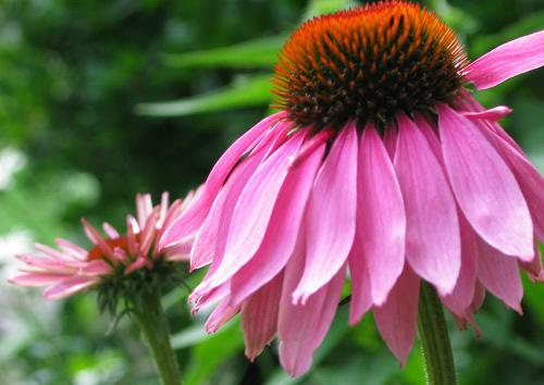 Echinacea, Foto: MorgueFile.com