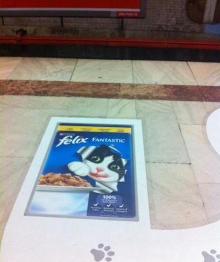 Motanul fantastic, Foto: Hotnews