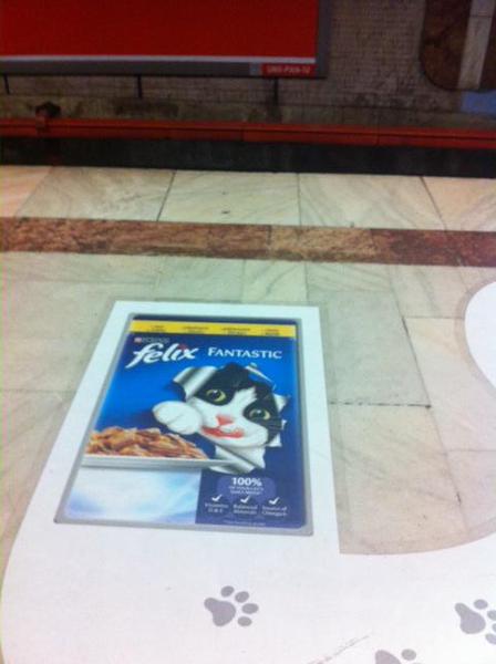 Motanul fantastic, Foto: Hotnews