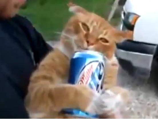 Clipul zilei, Foto: Captura Youtube.com